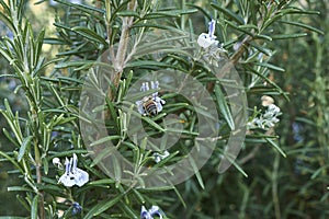 Bee on Rosmarinus officinalis flowers