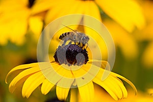 Bee on Rudibeckia Flower