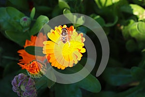 A bee rummages on a yellow flower, a flower with a bee in the summer garden