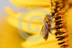 Bee's Journey: Medoza Bee Collecting Nectar from a Golden Sunflower