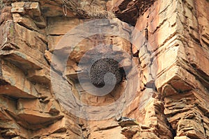 Bee`s Nest in Hill at Tirathgarh Waterfall