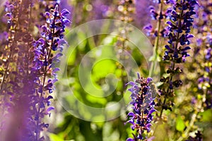 Bee on Salvia flower