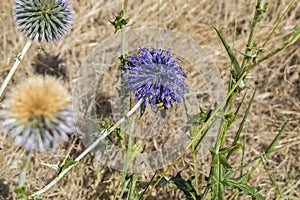 The bee sat down on the flower