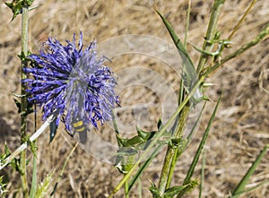 The bee sat down on the flower