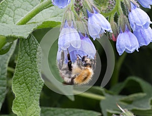 A bee sat on a flower