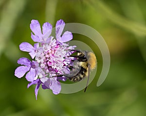 Bee on Scabious Flower