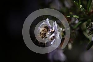 A bee searches for nectar on a rosemary flower. The pistil presses against their back to release pollen