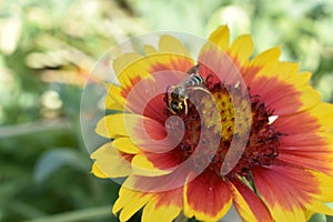 The bee searches for pollen in the heart of red-yellow flowers