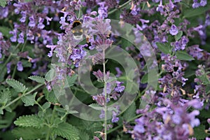 Bee searching for pollen in purple lavender flowers in Zuidplas.