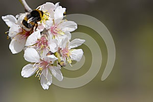 A bee sections the pollen of almond blossoms