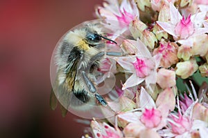 Bee on sedum flowers