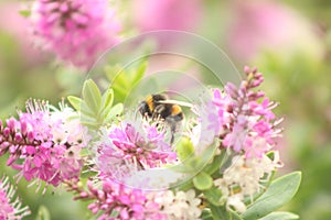 Bee seeking for nectar - pink flowers