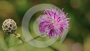 Bee Seeking Pollen On a Purple Flower. Macro Shot 4k