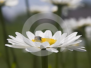 Bee on a Shasta Daisy