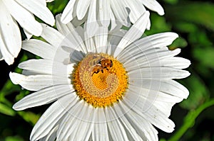 Bee on a shasta daisy collecting pollen