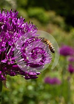 Bee on side of allium flower