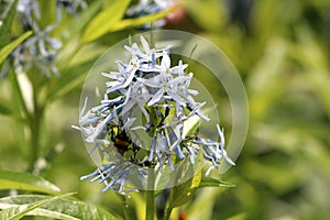 Bee on side of Eastern bluestar or Amsonia tabernaemontana flowering plant bunch of small light blue open blooming flowers