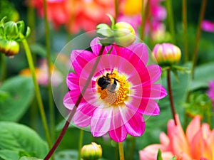 Bee on a Single Peony pink and white Dahlia with broad and flat petals and green bokeh leaf background