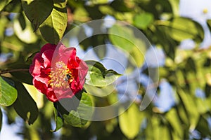 A bee sipping a camellia photo