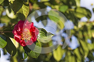 A bee sipping a camellia photo