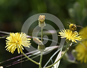 Bee sipping pollen in a flower meadow