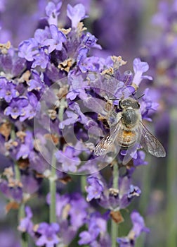 bee sips nectar from a lavender flower in a lavender field photo