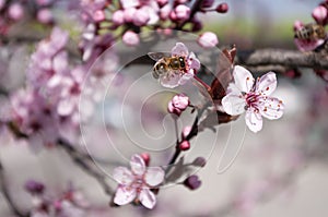 Bee sit on cherry flower , piking honey. Beekeeping. Spring time. Blooming tree