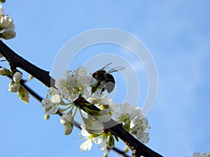 A bee sits on an apple tree flower against a blue sky