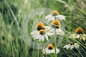 Bee sits on daisy flower around a grass, natural background