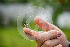 bee sits on a finger