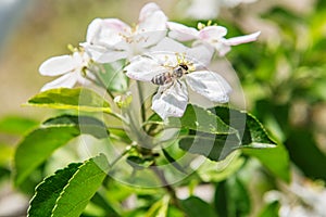 The bee sits on a flower of a bush blossoming apple tree and pol