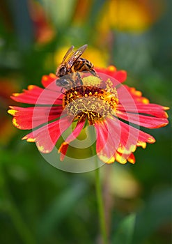 A bee sits on a flower and drinks nectar