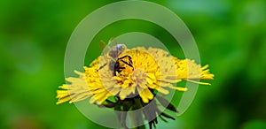 The bee sits on a flower, legs apart and collects pollen from the yellow dandelion on the meadow in sunny spring day