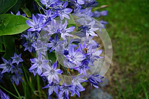A bee sits on flowers Triteleia laxa `Queen fabiola` in July in the garden. Triteleia laxa, Brodiaea laxa, is a triplet lily.