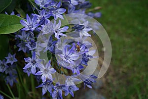 A bee sits on flowers Triteleia laxa `Queen fabiola` in July in the garden. Triteleia laxa, Brodiaea laxa, is a triplet lily.