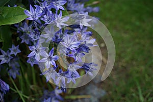 A bee sits on flowers Triteleia laxa `Queen fabiola` in July in the garden. Triteleia laxa, Brodiaea laxa, is a triplet lily.