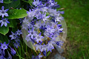 A bee sits on flowers Triteleia laxa `Queen fabiola` in July in the garden. Triteleia laxa, Brodiaea laxa, is a triplet lily.