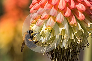 A bee sits on a kniphofia flower.