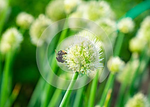 a bee sits on an onion flower in a field planted with onions