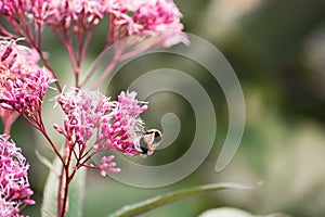 The bee sits and pollinates on Eupatorium