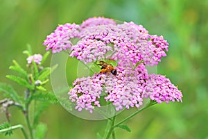 The bee sits on a yarrow flower