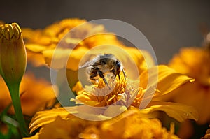 a bee sits on a yellow flower and collects nectar. insect close-up.