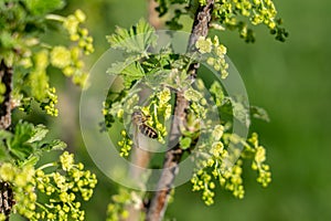 Bee is sitting on blooming cranberry bush