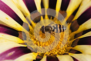 Bee sitting on blossoming flower Gazania afternoon