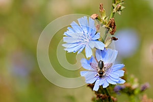 Bee sitting on a blue chicory flower on a summer day, chicory is a plant for preparing