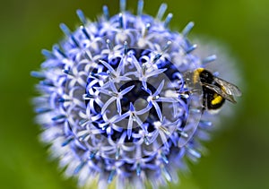 A bee sitting on a Blue globe-thiste