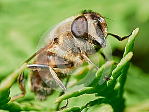 Bee sitting on a branch of juniper