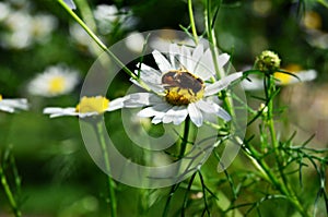 Bee sitting on a camomile