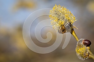 Bee sitting on catkin from a pussy willow tree in spring