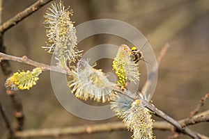 Bee sitting on catkin from a pussy willow tree in spring